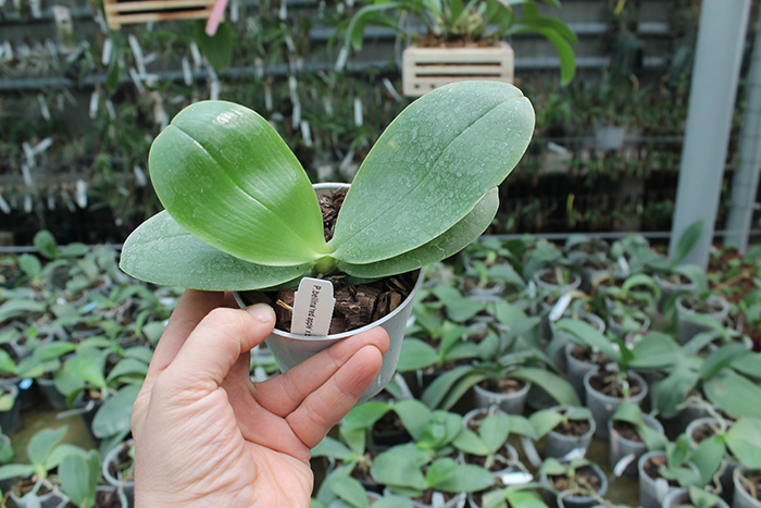 Phalaenopsis bellina 'Red Apple' x bellina.jpg