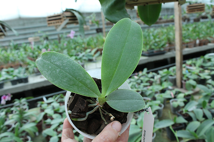 Phalaenopsis Orchid World.jpg