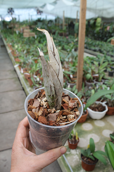 Cyrtopodium saintlegerianum.jpg