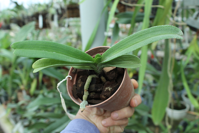 Rhynchostylis gigantea.jpg