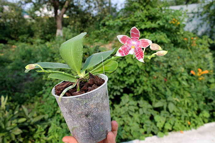 Phalaenopsis Yaphon Green Canary x tetraspis C#1.jpg