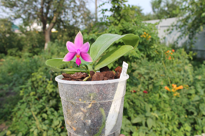 Phalaenopsis Samera.jpg