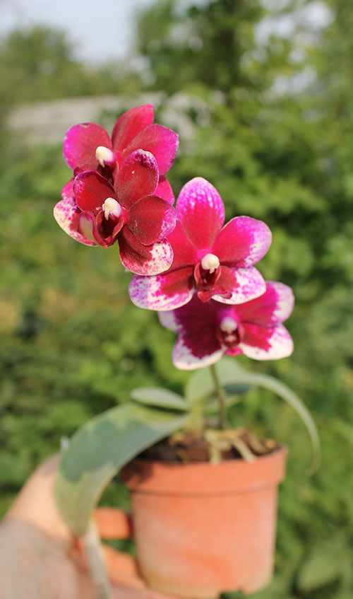 Doritaenopsis Taisuco Micky.jpg