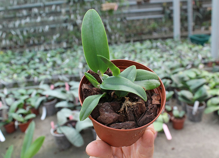 Laelia alaori escura x self.jpg