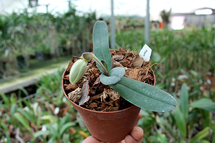 Paphiopedilum leucochilum.jpg