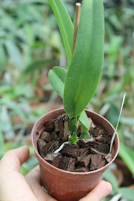 Cattleya rex splash x self.jpg