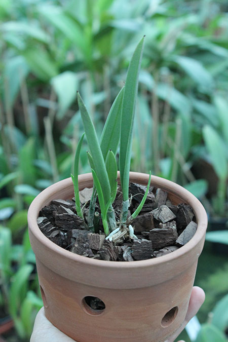 Encyclia mariae x Brassavola nodosa.jpg