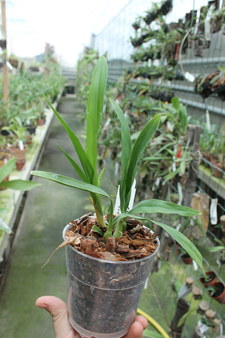 Epi Chien Ya Smile 'K S'.jpg