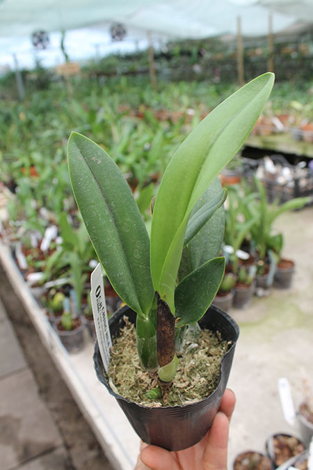 Potinara Love Tapestry 'Popular Song'.jpg