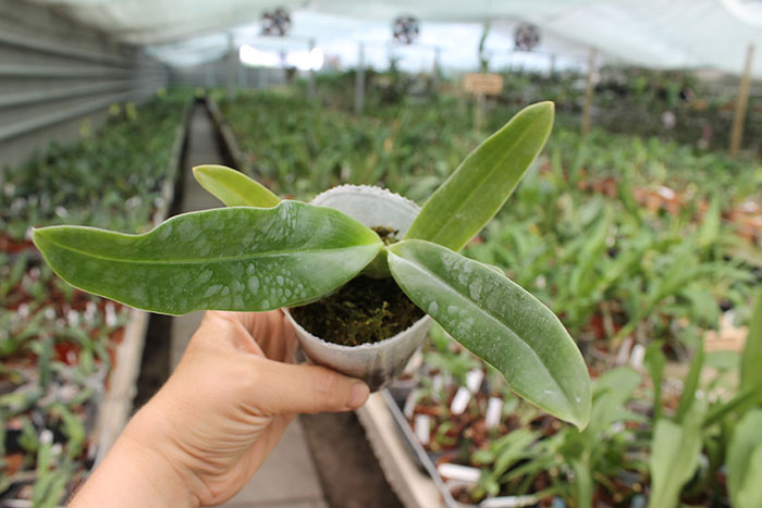 Paphiopedilum hangianum.jpg