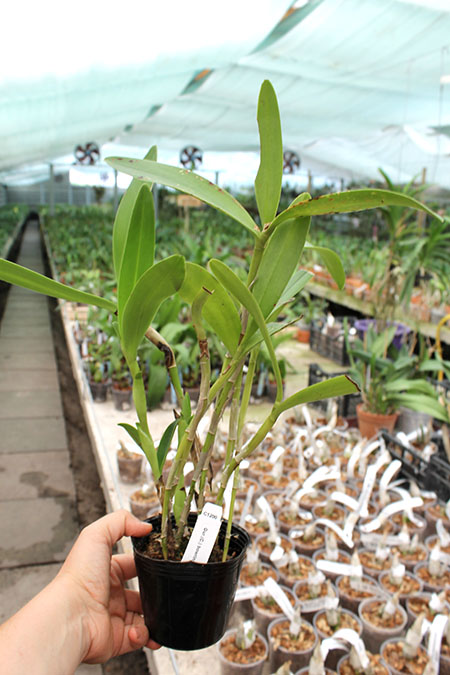 Cattleya bowringiana coerulea.jpg