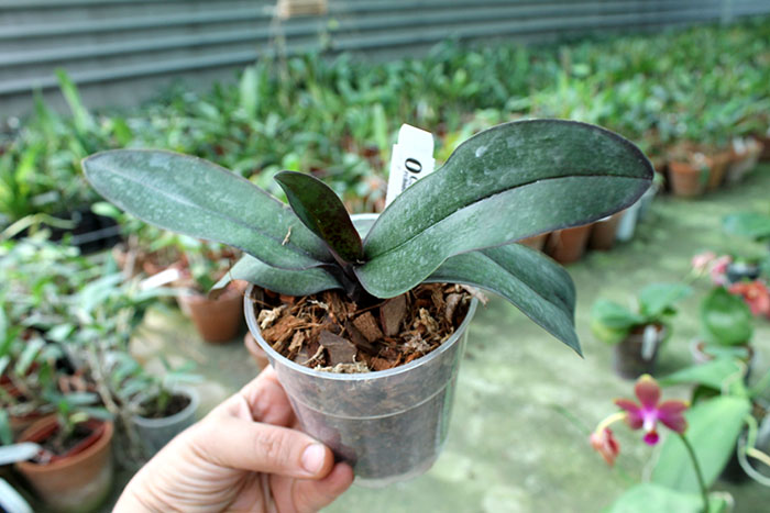 Phalaenopsis stuartiana var nobilis.jpg