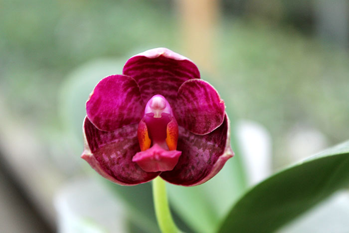 Phalaenopsis I-Hsin 'Spot Eagle'.jpg