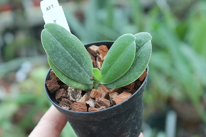 Aerangis fastuosa.jpg