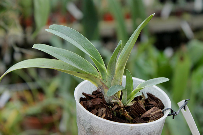 Angraecum magdalenae.jpg
