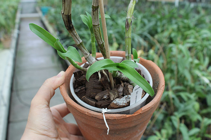 Dendrobium antennatum.jpg