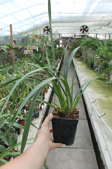 Cymbidium floribundum.jpg