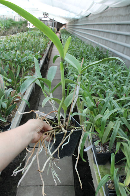 Cattlianthe Sagarik Wax 'Dark Africa' (Cattleya Summerland Girl x Cattlianthe Chocolate Drop).jpg