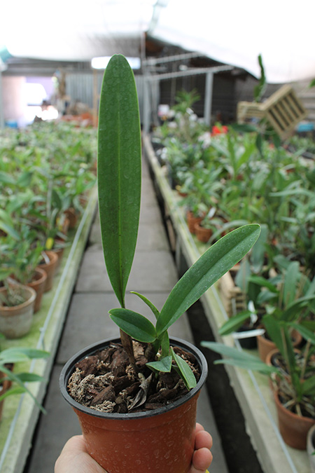Laelia tenebrosa rubra.jpg