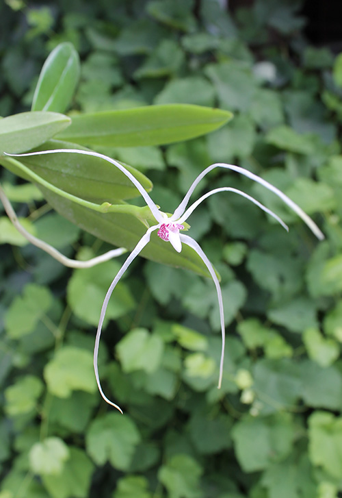 Thrixspermum leucarachne.jpg