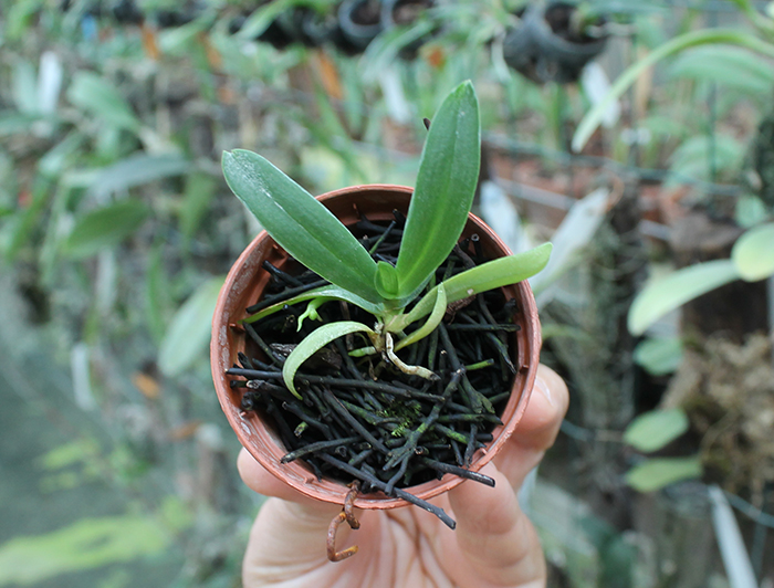 Haraella retrocalla.jpg