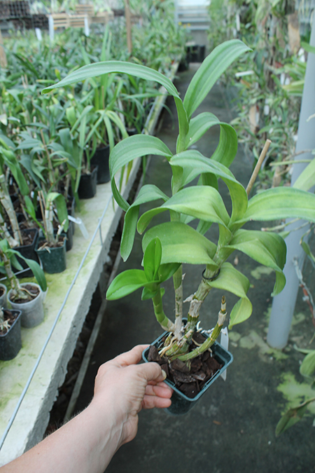 Dendrobium Brandy.jpg