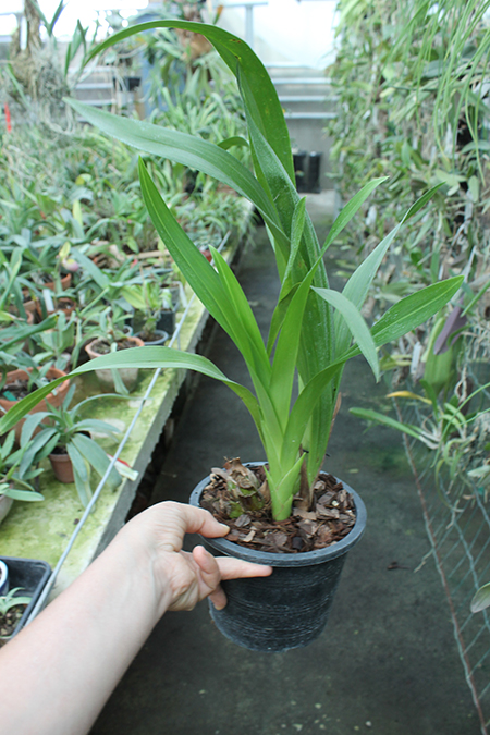 Grammatocymbidium Lovely Melody 'HK'.jpg
