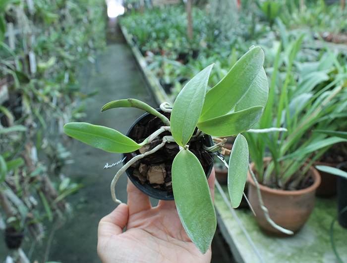 Cattleya aclandiae 'Itaparica' x Cattleya aclandiae 'Mulatinha'.jpg