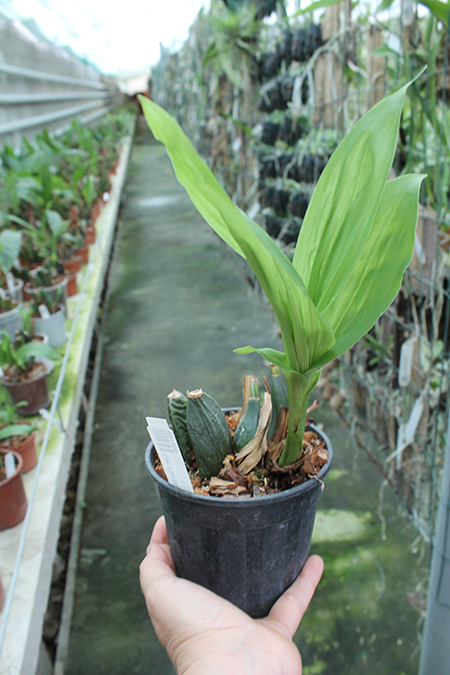 Lycaste Fire Bird.jpg