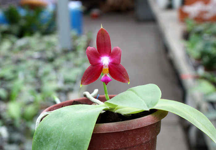 Phalaenopsis Yaphon Red Jewel x Ld's Bear King.jpg