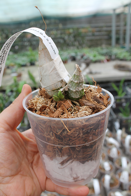 Catasetum (saccatum x pileatum) x (John Burchett x Suzan Fuchs).jpg