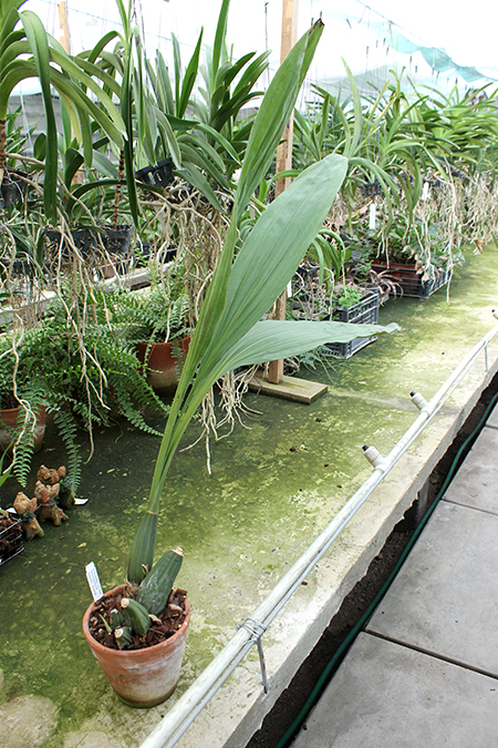 Lycaste peruviana var peruviana.jpg