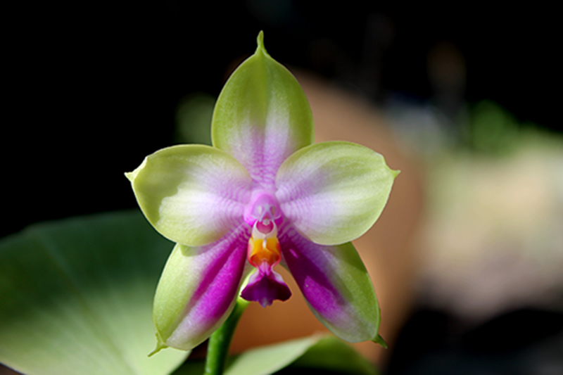 Phalaenopsis Zheng Min Muscadine x (Ld's Bear Queen x DTE).jpg