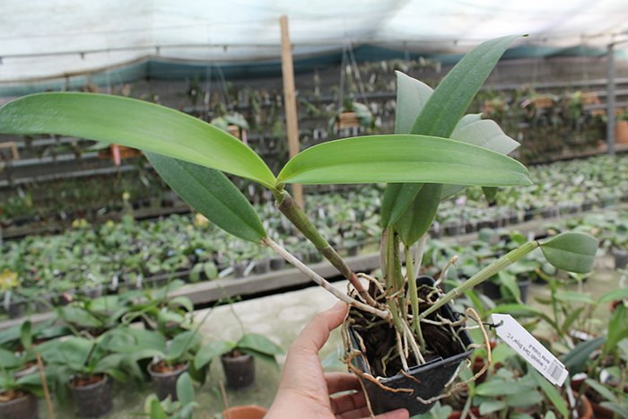 Cattleya leopoldii 'Dark Show' x Cattleya aurea 'Uraba-A'.jpg