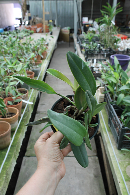 Cattleya schilleriana 'Ishikawa'.jpg