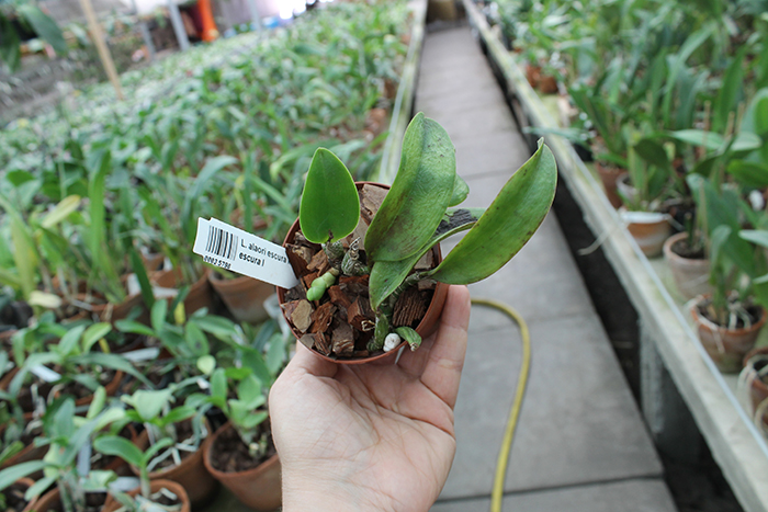 Laelia alaori escura II x Laelia alaori escura I.jpg