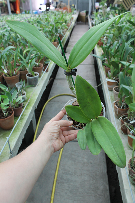 Cattleya guttata coerulescens.jpg