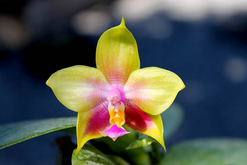 Phalaenopsis LD Emerald Bear x LD Double Dragon.jpg