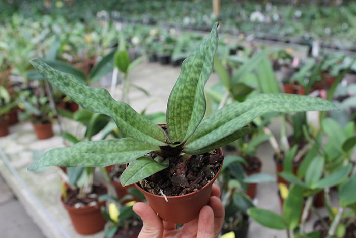 Paphiopedilum Delophyllum.jpg