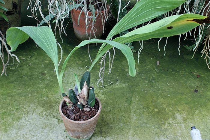 Anguloa tognettiae.jpg