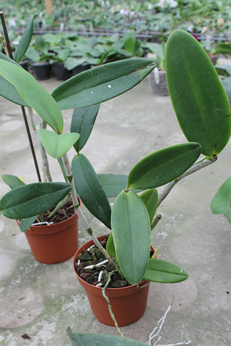 Cattleya granulosa 'Zumbi-Severo'.jpg