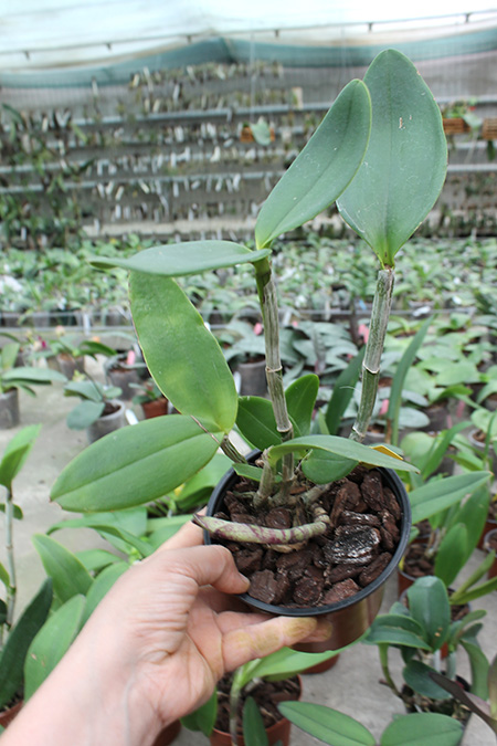 Cattleya tigrina escura.jpg