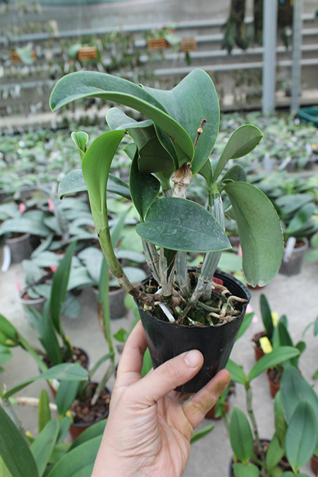 Cattleya Memorial Chuang Wen-Hsien.jpg