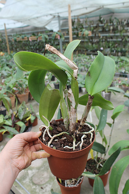 Cattleya Whitei coerulea.jpg