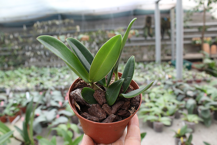 Cattleya velutina.jpg