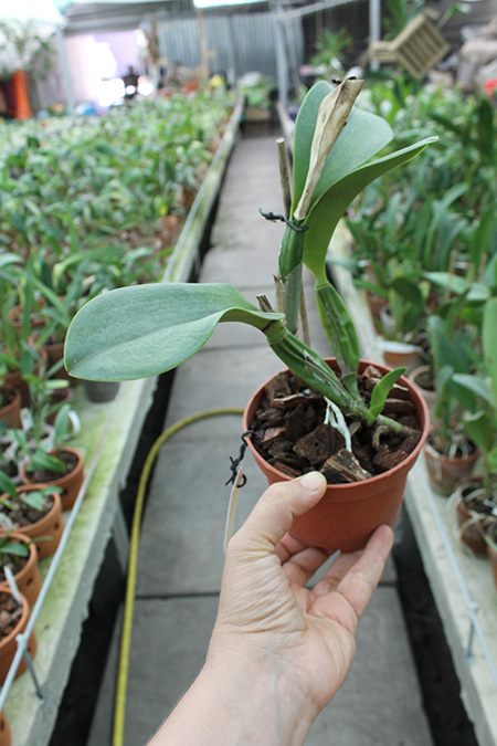 Cattleya Sea Breeze 'Blue Boy'.jpg