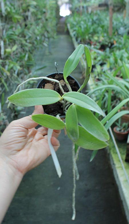 Cattleya aclandiae 'Itaparica' x Cattleya aclandiae 'Mulatinha'.jpg