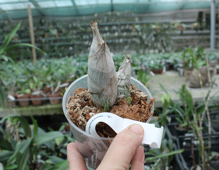 Catasetum macroglossum.jpg