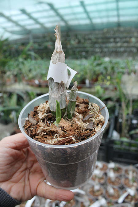 Catasetum pileatum (albo x albo).jpg