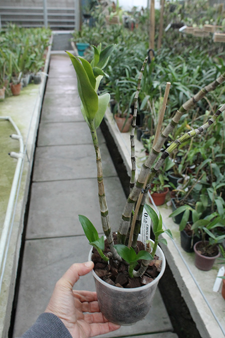 Dendrobium antennatum.jpg